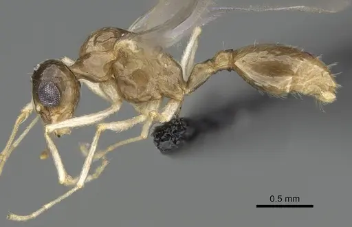 Temnothorax ansei specimen CASENT0919954 image casent0919954_3