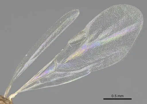 Temnothorax ansei specimen CASENT0919954 image casent0919954_4