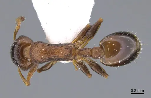 Temnothorax apolloni specimen CASENT0923708 image casent0923708_1