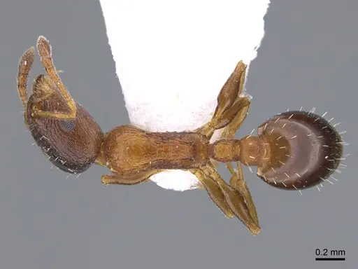 Temnothorax apolloni specimen CASENT0923709 image casent0923709_1