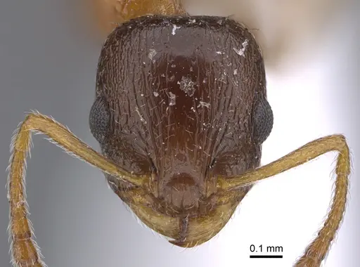Temnothorax apolloni specimen CASENT0923709 image casent0923709_2