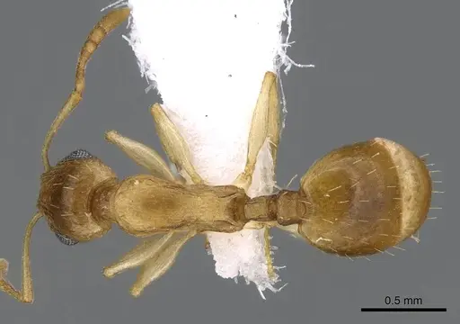 Temnothorax arabicus specimen CASENT0746640 image casent0746640_1