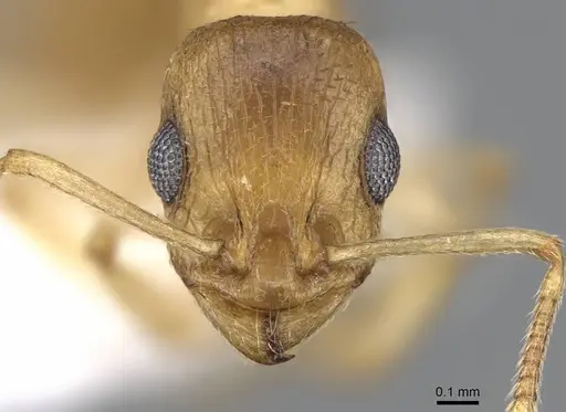 Temnothorax arabicus specimen CASENT0746640 image casent0746640_2