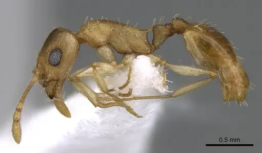 Temnothorax arabicus specimen CASENT0746640 image casent0746640_3