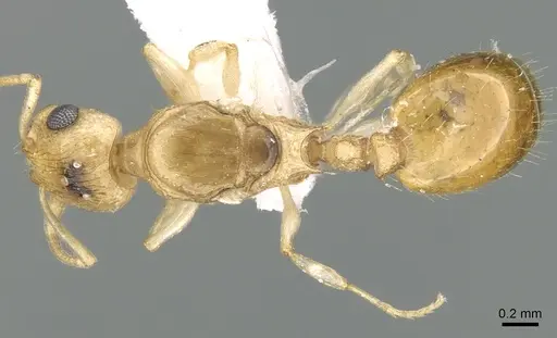 Temnothorax arabicus specimen CASENT0906381 image casent0906381_1