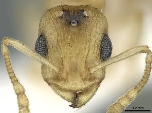 Temnothorax arabicus specimen CASENT0906381 image casent0906381_2