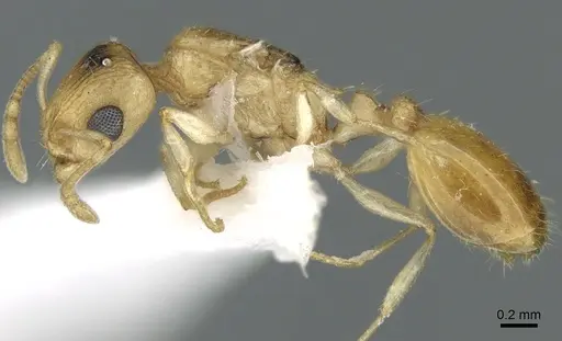 Temnothorax arabicus specimen CASENT0906381 image casent0906381_3