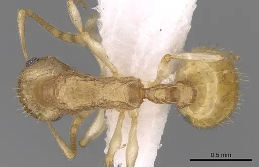 Temnothorax arabicus specimen CASENT0906493 image casent0906493_1