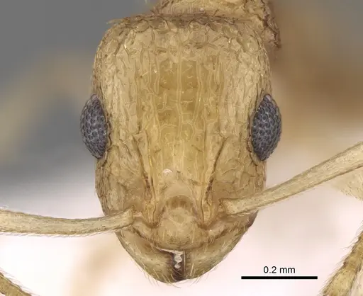 Temnothorax arabicus specimen CASENT0906493 image casent0906493_2