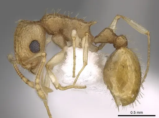 Temnothorax arabicus specimen CASENT0906493 image casent0906493_3