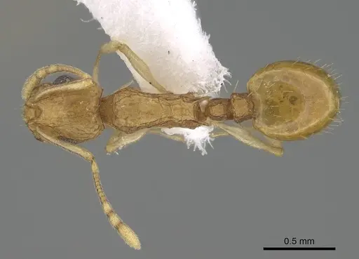 Temnothorax arabicus specimen CASENT0922179 image casent0922179_1