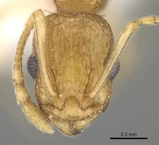 Temnothorax arabicus specimen CASENT0922179 image casent0922179_2