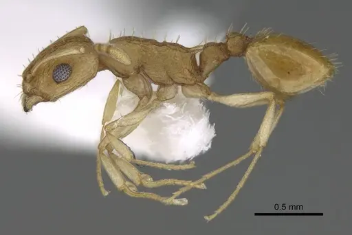 Temnothorax arabicus specimen CASENT0922179 image casent0922179_3
