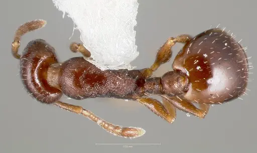 Temnothorax arboreus specimen CASENT0005933 image casent0005933_1