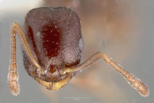 Temnothorax arboreus specimen CASENT0005933 image casent0005933_2