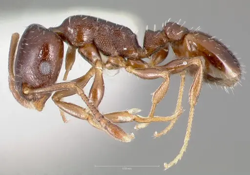 Temnothorax arboreus specimen CASENT0005933 image casent0005933_3