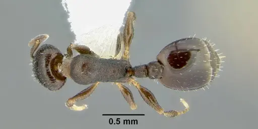 Temnothorax arboreus specimen CASENT0339243 image casent0339243_1
