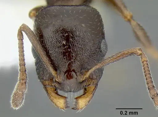 Temnothorax arboreus specimen CASENT0339243 image casent0339243_2