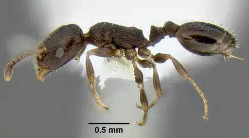Temnothorax arboreus specimen CASENT0339243 image casent0339243_3