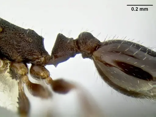 Temnothorax arboreus specimen CASENT0339243 image casent0339243_4