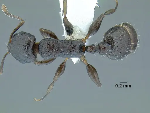 Temnothorax arbustus specimen CASENT0758357 image casent0758357_1
