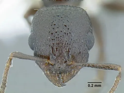 Temnothorax arbustus specimen CASENT0758357 image casent0758357_2