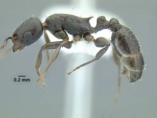 Temnothorax arbustus specimen CASENT0758357 image casent0758357_3