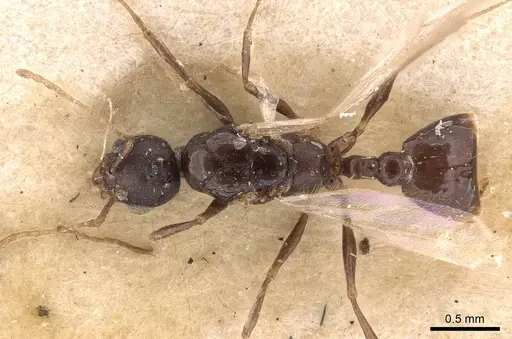 Temnothorax arcanus specimen CASENT0907574 image casent0907574_1