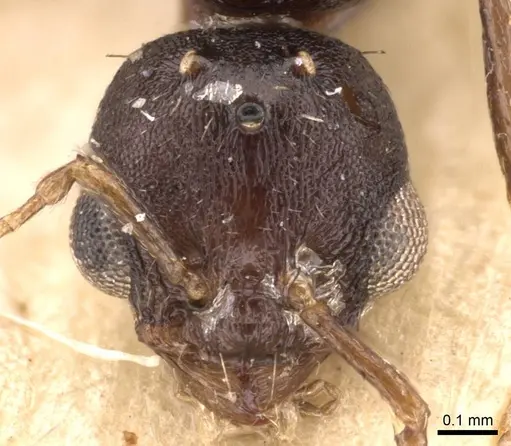 Temnothorax arcanus specimen CASENT0907574 image casent0907574_2