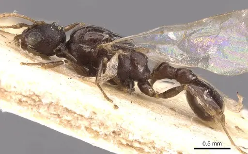 Temnothorax arcanus specimen CASENT0907574 image casent0907574_3