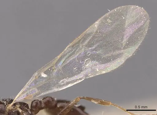 Temnothorax arcanus specimen CASENT0907574 image casent0907574_4
