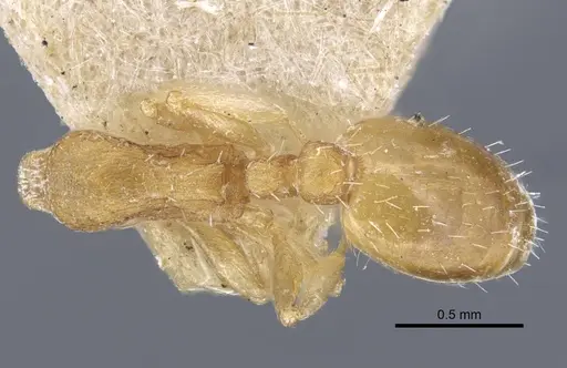 Temnothorax archangelskiji specimen CASENT0917049 image casent0917049_1