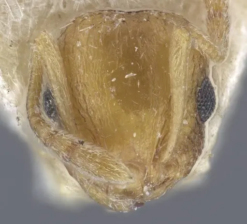 Temnothorax archangelskiji specimen CASENT0917049 image casent0917049_2
