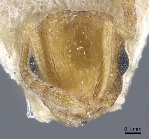 Temnothorax archangelskiji specimen CASENT0917049 image casent0917049_3