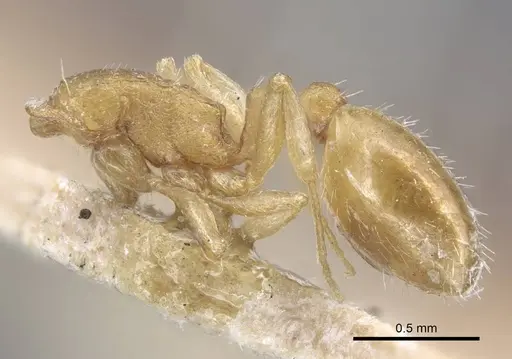 Temnothorax archangelskiji specimen CASENT0917049 image casent0917049_4