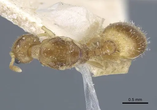 Temnothorax archangelskiji specimen CASENT0917050 image casent0917050_1