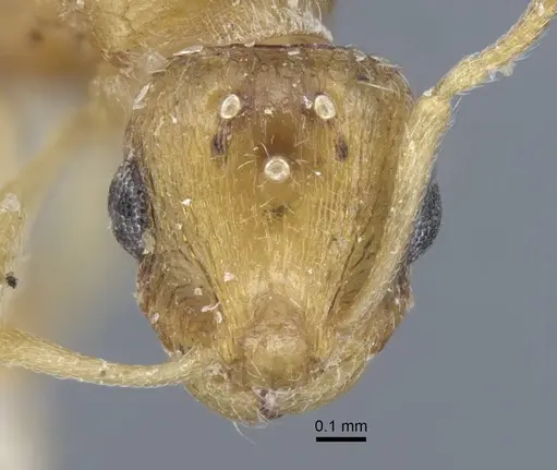 Temnothorax archangelskiji specimen CASENT0917050 image casent0917050_2