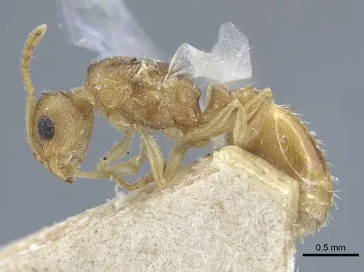 Temnothorax archangelskiji specimen CASENT0917050 image casent0917050_3