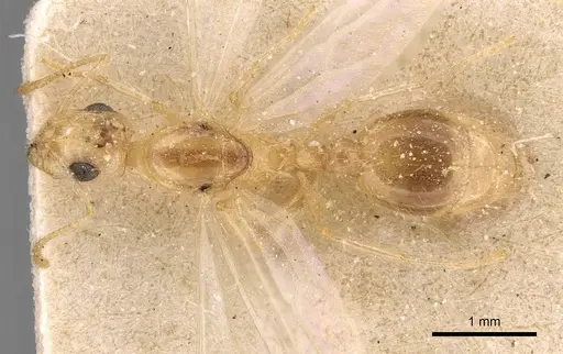 Temnothorax arenarius specimen CASENT0907596 image casent0907596_1