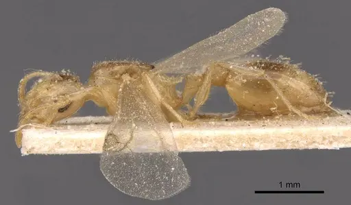 Temnothorax arenarius specimen CASENT0907596 image casent0907596_3