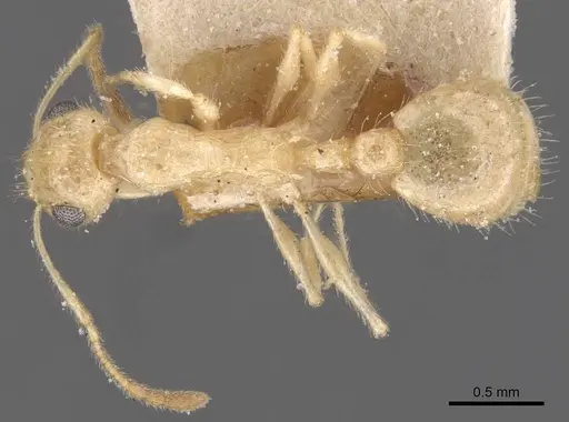 Temnothorax arenarius specimen CASENT0912903 image casent0912903_1