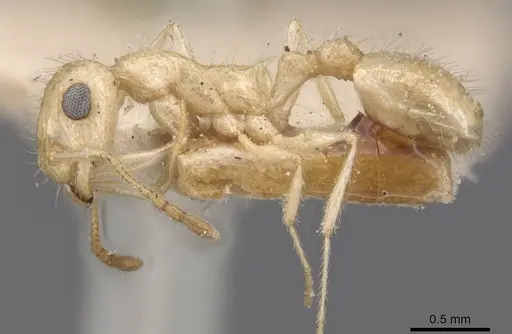 Temnothorax arenarius specimen CASENT0912903 image casent0912903_3
