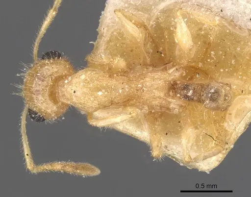 Temnothorax arenarius specimen CASENT0912904 image casent0912904_1