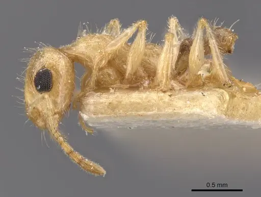 Temnothorax arenarius specimen CASENT0912904 image casent0912904_3