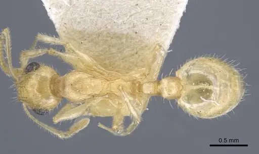 Temnothorax arenarius specimen CASENT0917051 image casent0917051_1
