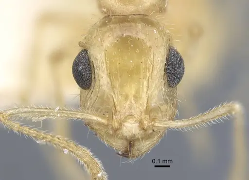 Temnothorax arenarius specimen CASENT0917051 image casent0917051_2