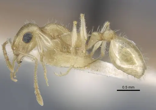 Temnothorax arenarius specimen CASENT0917051 image casent0917051_3