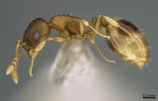 Temnothorax ariadnae specimen CASENT0746041 image casent0746041_1