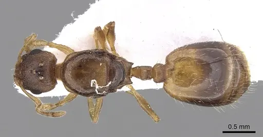 Temnothorax ariadnae specimen CASENT0906019 image casent0906019_1