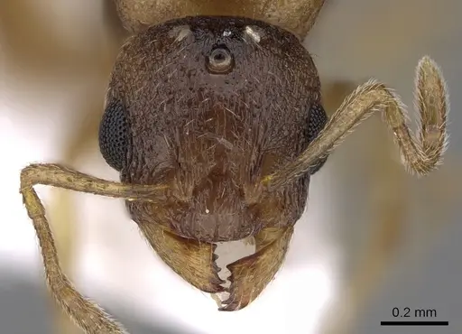Temnothorax ariadnae specimen CASENT0906019 image casent0906019_2